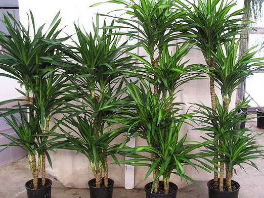 Cómo podar una dracaena?