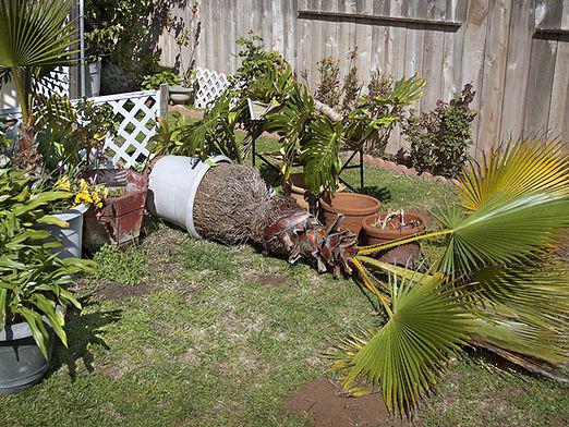 ¿Cómo trasplantar una palmera?