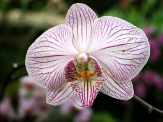 ¿Cómo se reproduce la orquídea?