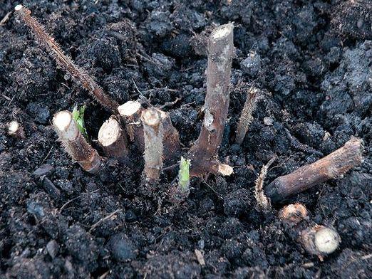 Cómo plantar frambuesas?