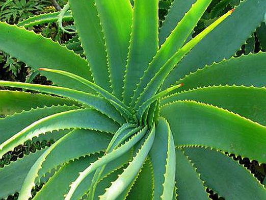 ¿Cómo cuidar el aloe?