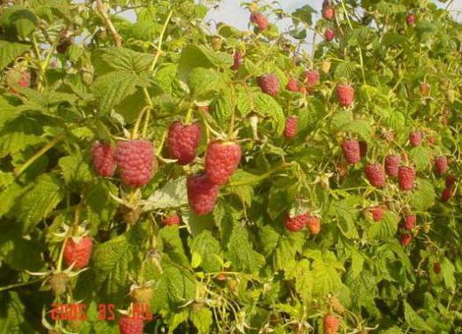 Cómo cultivar frambuesas?