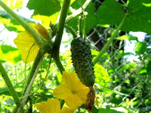 ¿Cómo cultivar pepinos?