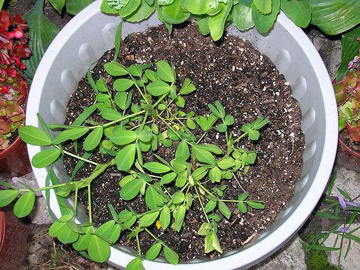 ¿Cómo cultivar cacahuetes?