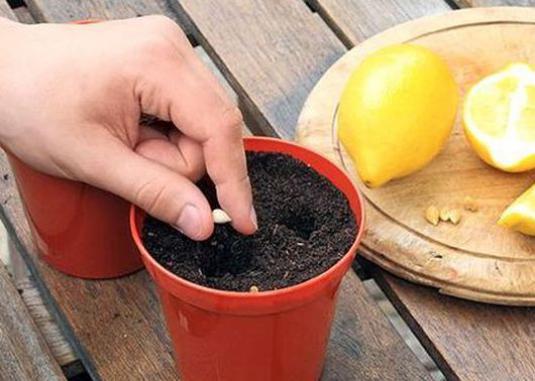 ¿Cómo hacer crecer un árbol desde una piedra?