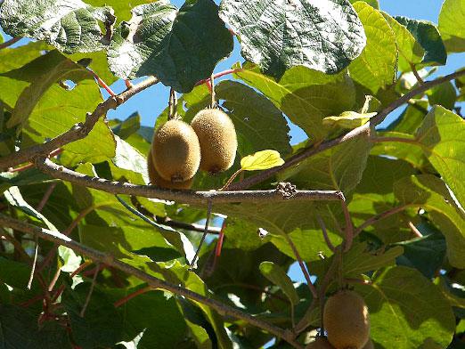 Cómo cultivar kiwi?