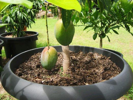 Cómo cultivar mangos?