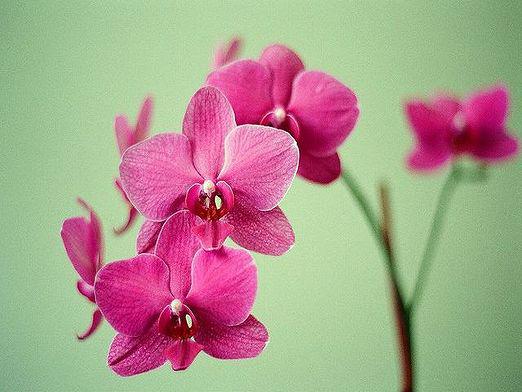 Cómo cultivar una orquídea?