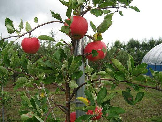 ¿Cómo cultivar manzanos?