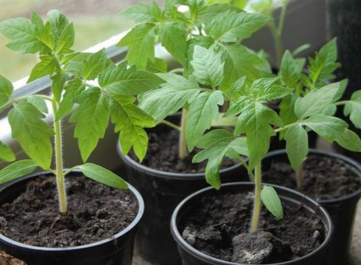 ¿Cuándo plantar tomates en plántulas?