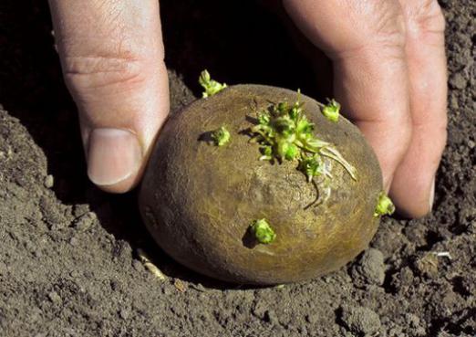 ¿Cuándo plantar papas?