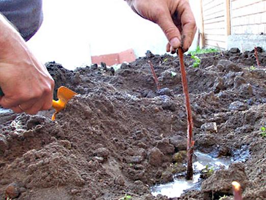 ¿Cuándo plantar frambuesas?