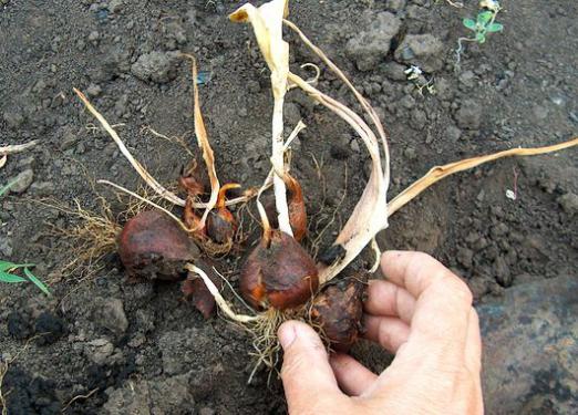 Cuándo cavar tulipanes?