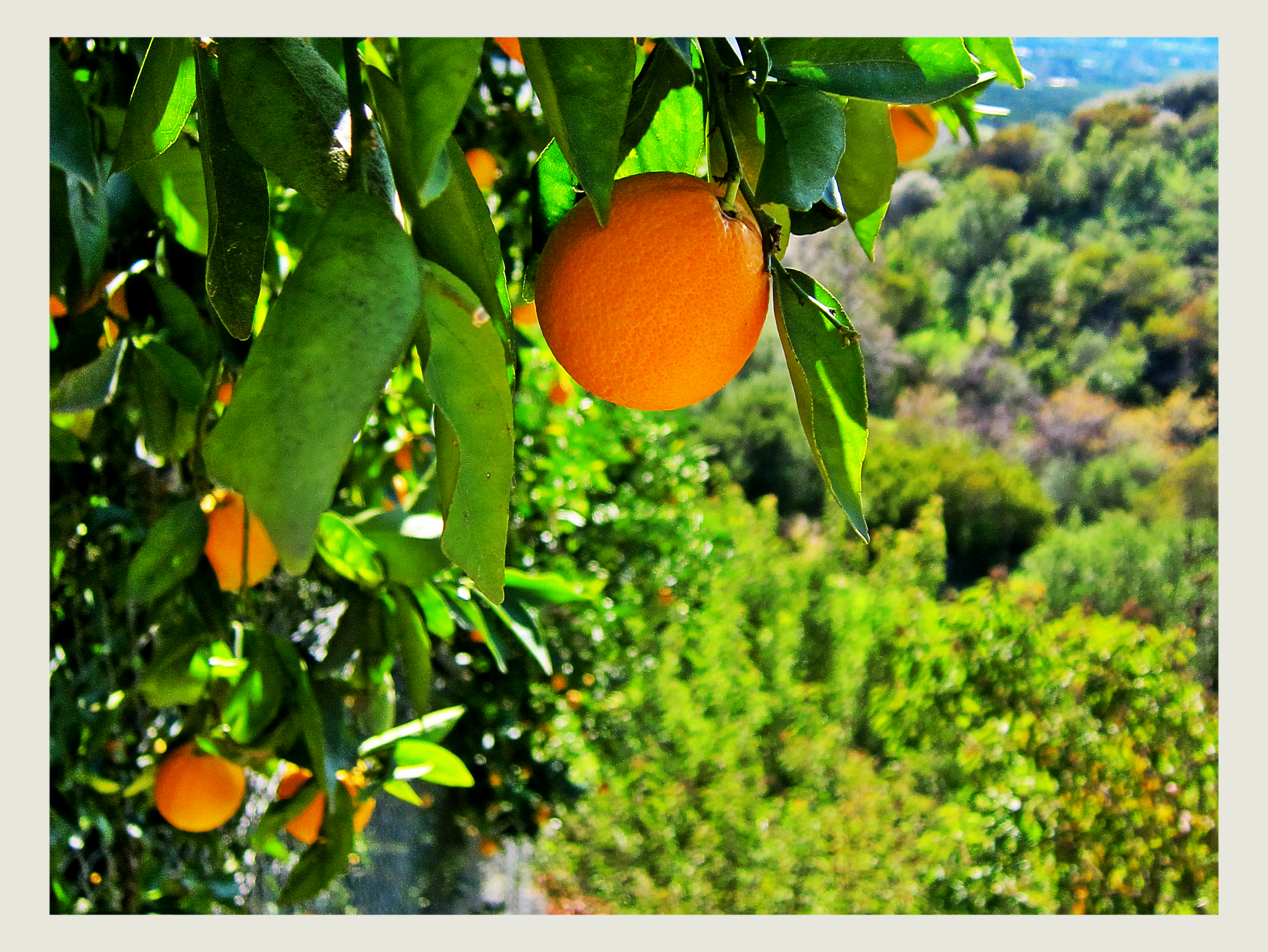 Frutos de bergamota.