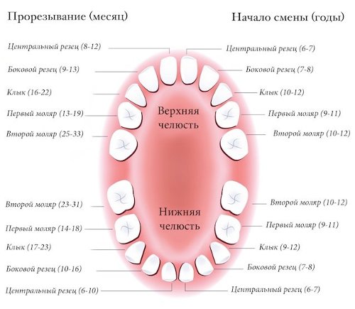 ¿Cómo se llaman los dientes?