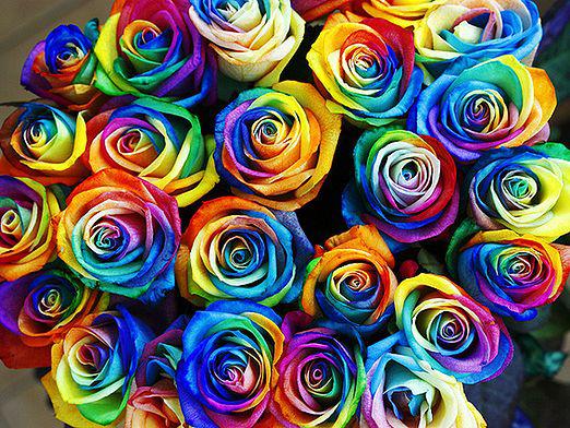 ¿Qué significa el color de las rosas?