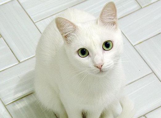 ¿Por qué soñar con un gato blanco?