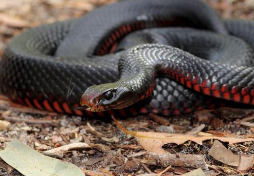 ¿Por qué sueña una serpiente negra?