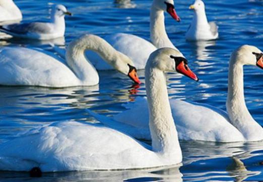 ¿Qué sueña el cisne?