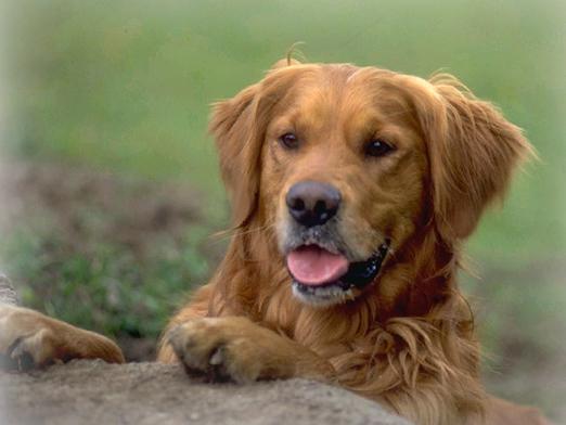 ¿Con qué sueña el perro?