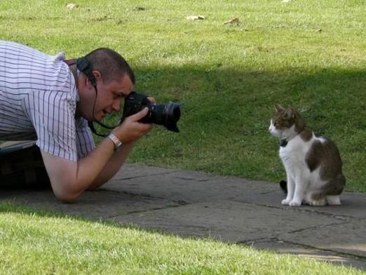 Cómo disparar a los gatos?