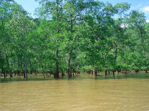 ¿Dónde están los bosques negros?