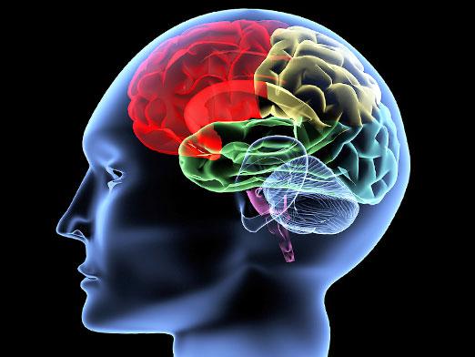 ¿Cómo hacer que el cerebro funcione?