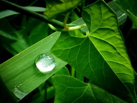 ¿Por qué son verdes las plantas?