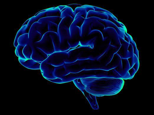 ¿Cuál es el propósito del cerebro?