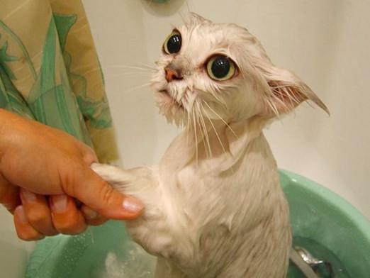 Que lavar un gato?