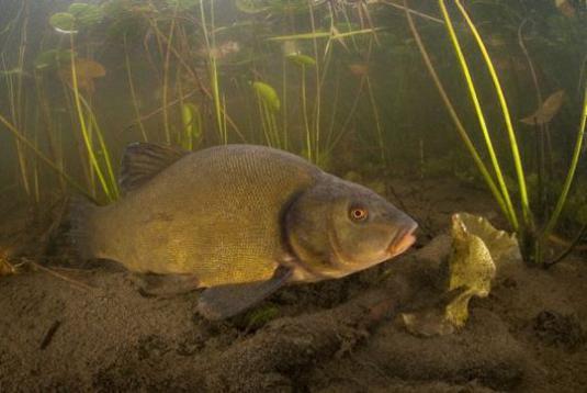 ¿Qué comen los peces?