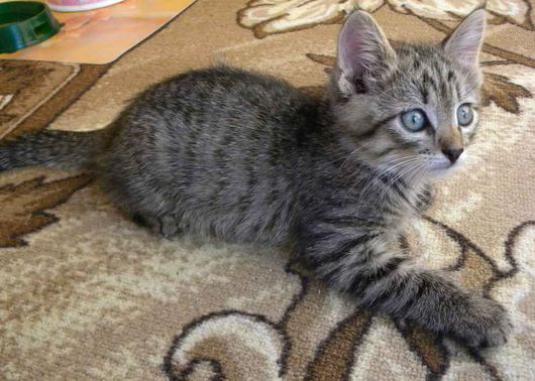 ¿Cómo se llama el gatito gris de un niño?