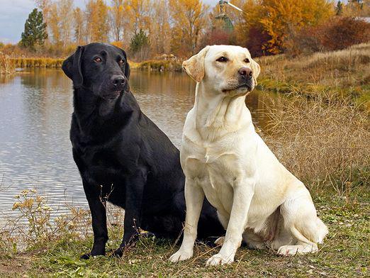 ¿Cómo cuidar a Labrador?