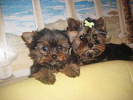 ¿Cómo elegir un Yorkshire terrier?