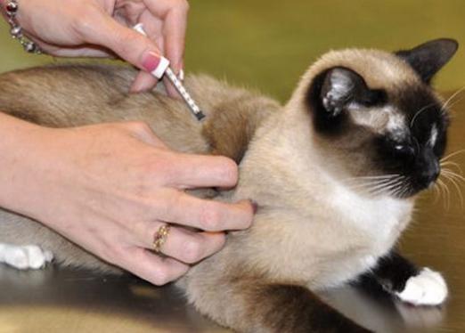 ¿Qué vacunas hacen los gatos?