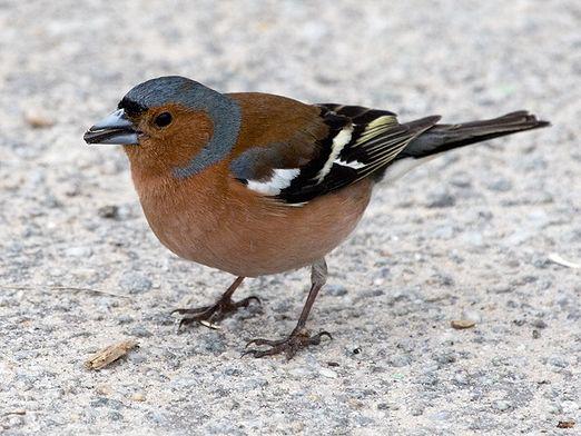 ¿Qué aves son migratorias?