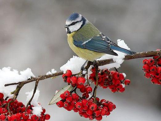 ¿Qué pájaros están invernando?