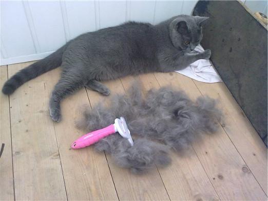 Cat shedding: ¿qué hacer?