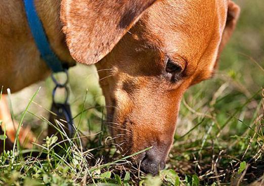 ¿Por qué el perro come excrementos?