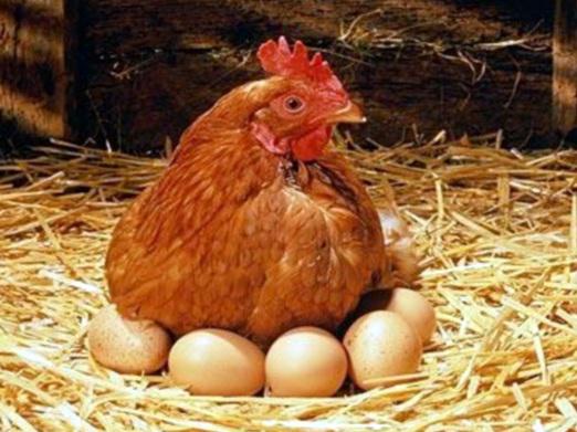 ¿Cuántas gallinas son huevos?