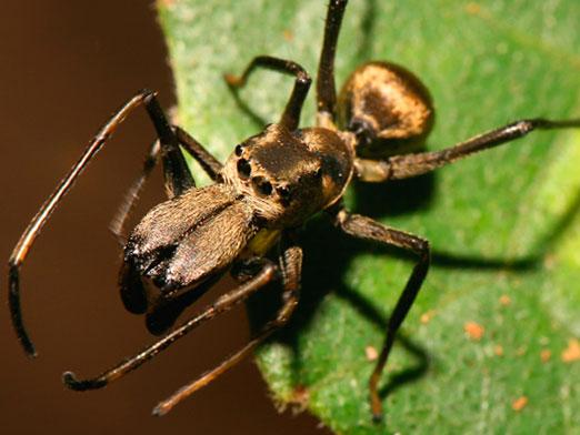 ¿Cuántas patas tiene la araña?